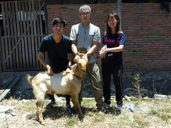 インドネシアで学生と家畜の調査（ヤギ）