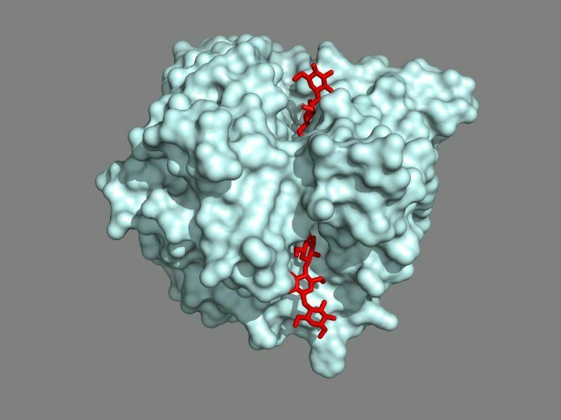 私の研究室で解析した、キノコのセルラーゼの分子構造（水色）です。赤はセルロース鎖です。このセルラーゼのほか、多くのセルラーゼにセルロース鎖が通るトンネルがあります。