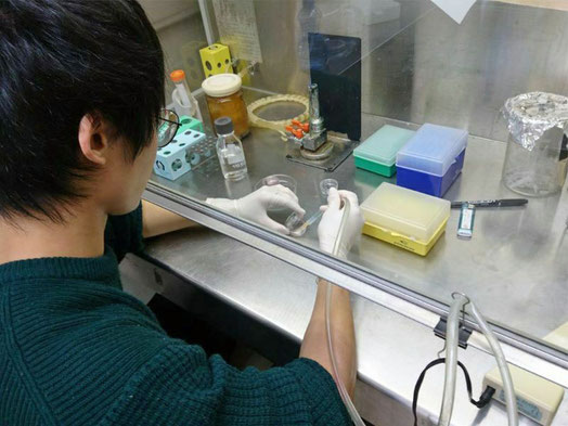培養細胞を用いた実験をしている学生の様子