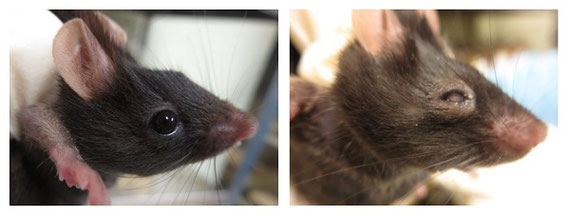 左は正常なマウス、右は涙液バリアに重要な脂質が作れないマウス。右のマウスでは重症ドライアイが進行して、角膜が混濁している。