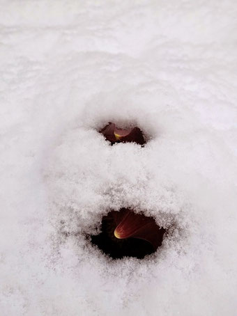 岩手県内の群生地に自生するザゼンソウ。早春に開花するザゼンソウは雪の中でも発熱することがわかっています。